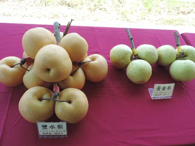 通过「吉园圃」标章认证,清脆多汁「三星上将梨」产地直送开始订购.